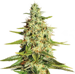 1764963514306.png 1764963514306.png