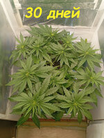 30 дн (1).jpg