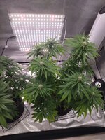 bonus Miracle Alien Cookies