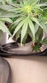 IMG_20251211_212944_844.jpg IMG_20251211_212944_844.jpg