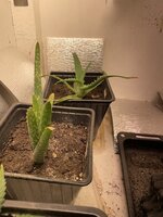 IMG_1927.jpeg IMG_1927.jpeg