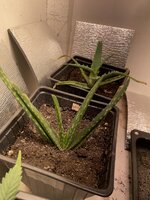 IMG_1928.jpeg IMG_1928.jpeg