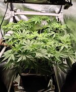 Day 41 (12.12) (2).jpg