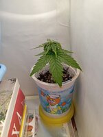 42 дн_6 нд (3).jpg