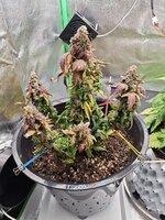 IMG_20251215_232415.jpg IMG_20251215_232415.jpg