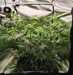 Day 46.jpg Day 46.jpg