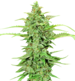 1766146744783.png 1766146744783.png