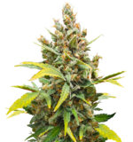 1766146771702.png 1766146771702.png