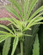 Day 48 (20.12) (3).jpg Day 48 (20.12) (3).jpg