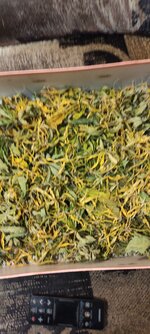 IMG_20251220_215119.jpg IMG_20251220_215119.jpg