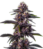 1766396011874.png 1766396011874.png