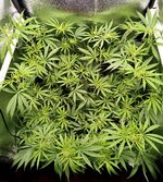 Day 50 (22.12).jpg Day 50 (22.12).jpg