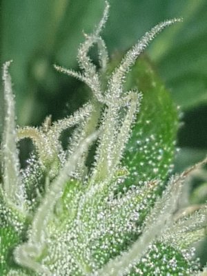 20220522_115232_optimized.jpg 20220522_115232_optimized.jpg