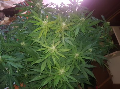 20220522_115025_optimized.jpg 20220522_115025_optimized.jpg