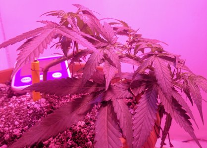 IMG_20220524_002245 — копия.jpg