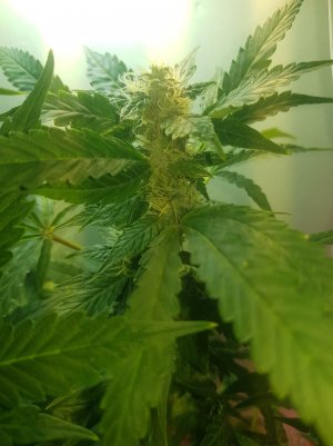 20220523_232134_optimized.jpg 20220523_232134_optimized.jpg