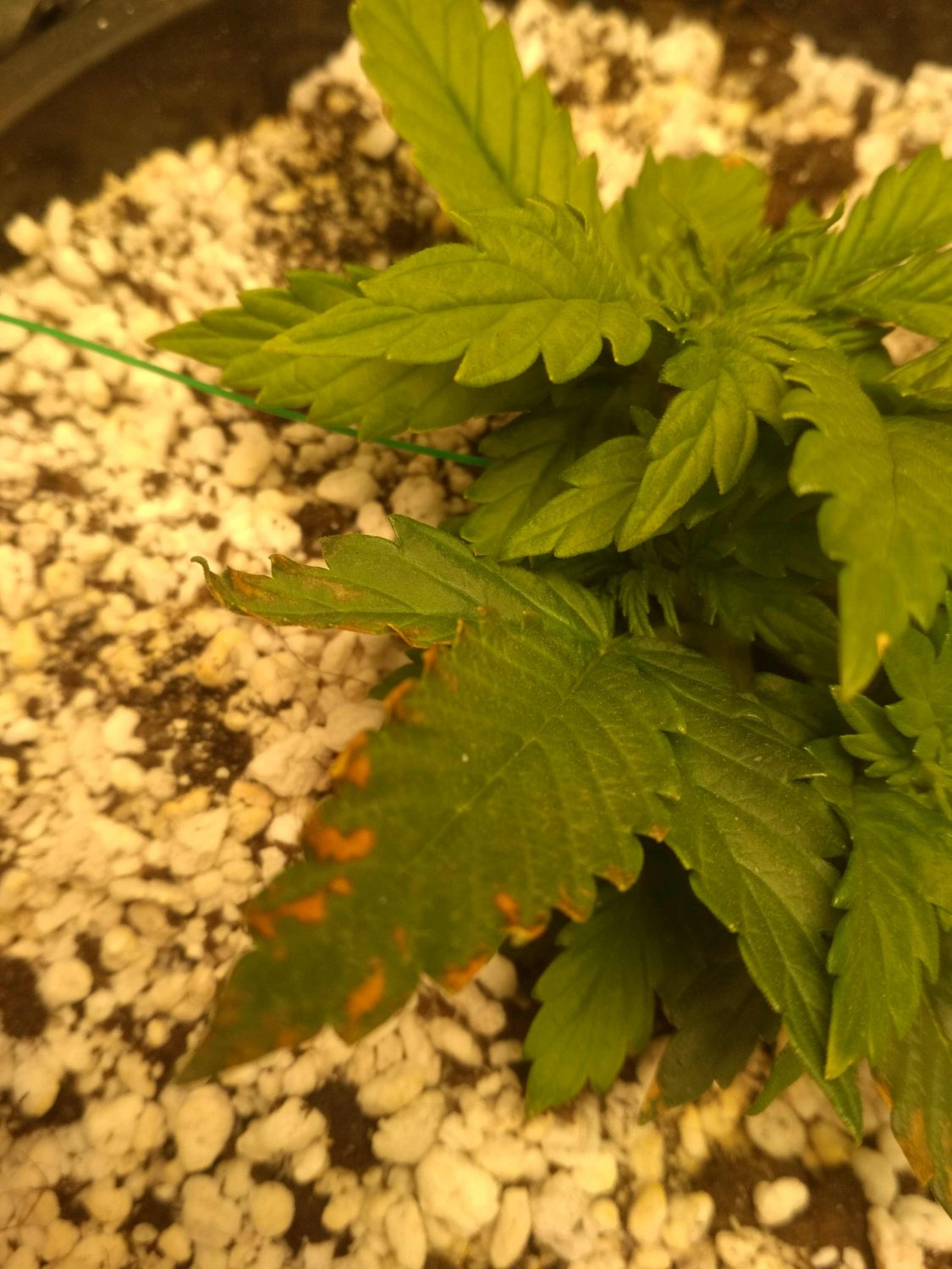 IMG_20220526_093614.jpg IMG_20220526_093614.jpg