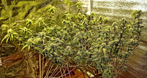 IMG_20220528_201127_273.jpg IMG_20220528_201127_273.jpg