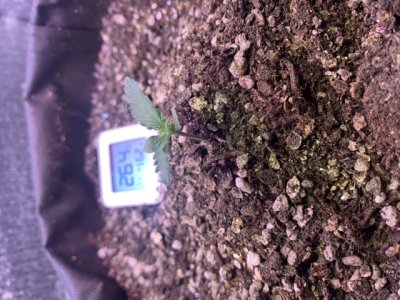 19C8FEA5-F12F-41F6-BA3C-FA7CE08F684D.jpeg 19C8FEA5-F12F-41F6-BA3C-FA7CE08F684D.jpeg