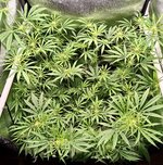 Day 54 (26.12).jpg Day 54 (26.12).jpg