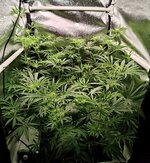 Day 54 (26.12) (2).jpg Day 54 (26.12) (2).jpg