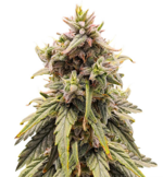 1766844086046.png 1766844086046.png