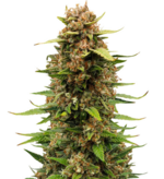 1766851150216.png 1766851150216.png