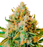 1766851153510.png 1766851153510.png