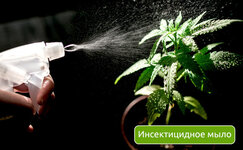 insekticidnoe-mylo__C0vyKh7vTodmCCr4.jpg