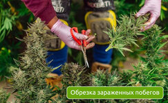 obrezka-zarazhennyh-pobegov__Irbyl5WKV69mUKks.jpg