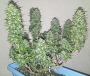 2 место Семяныч.jpg