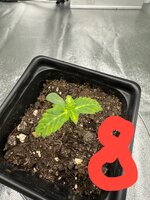 7й надеюсь удачный гров.