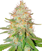 1767898136827.png 1767898136827.png