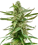 1767898231527.png 1767898231527.png