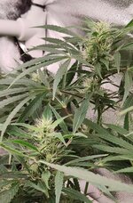 Day 72 (13.01) (3).jpg