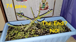 74 дн харв (1).jpg