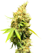 1769101386558.png 1769101386558.png