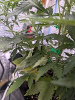 PXL_20260123_073557167.jpg PXL_20260123_073557167.jpg