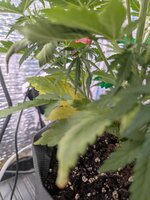 PXL_20260123_073601636.jpg PXL_20260123_073601636.jpg