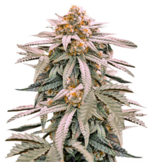 1769166923633.png 1769166923633.png