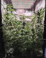 Day 83 (24.01) (4).jpg