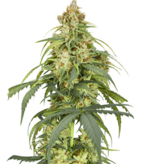 1769349651638.png 1769349651638.png