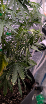 Screenshot_20260127-004521.png Screenshot_20260127-004521.png