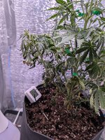 PXL_20260127_075752087.jpg PXL_20260127_075752087.jpg