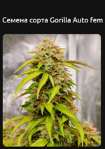 Снимок экрана 2026-01-29 045442.png