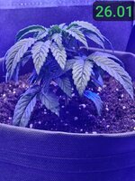 26 01 7 часов утра.jpg