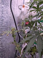 PXL_20260129_100756103.jpg PXL_20260129_100756103.jpg