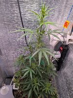 PXL_20260129_100824828.jpg PXL_20260129_100824828.jpg