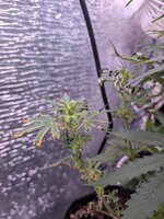 PXL_20260130_062348437.jpg PXL_20260130_062348437.jpg