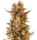 1769774856468.png 1769774856468.png